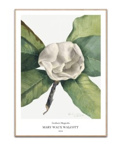 Mary W. Walcott, Southern Magnolia, 50x70 cm plakat