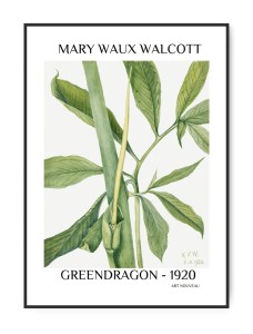 Mary W. Walcott, Greendragon, 50x70 cm plakat