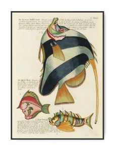 Louis Renard, Fishes found i Moluccas, 1680,  50x70 cm plakat