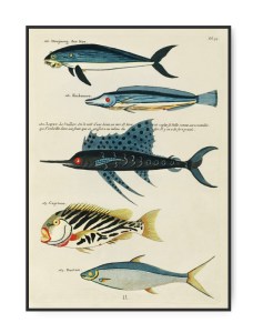 Louis Renard, Fishes found i Moluccas, 1680,  50x70 cm plakat