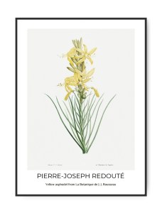 Poster Pierre Joseph Redouté, Yellow Asphodel, A3 (29,7 x 42 cm) – Kunstdruck