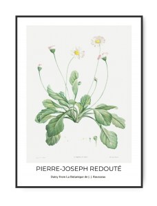 Pierre-Joseph Redoutè, Daisy, 50 x 70 cm Plakat