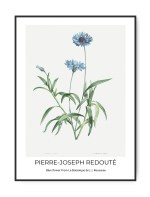Pierre-Joseph Redoutè, Blue Flower, 50 x 70 cm plakat