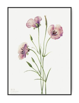 Mary W. Walcott, Lilac, A4 21 x 30 cm plakat