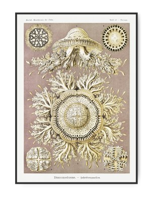 Ernst Haeckel, Discomedusa, A4 21 x 30 cm plakat
