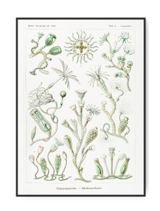 Ernst Haeckel, Campanariae 1914, A4 21 x 30 cm plakat