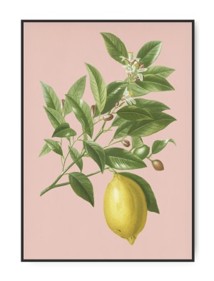 Lemon, A4 21 x 30 cm plakat