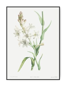Pierre-Joseph Redoute, Tuberosa, A4 21 x 30 cm