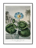 Robert John Thornton, Flowering Sensitive Plant 1807, A4 21 x 30 cm