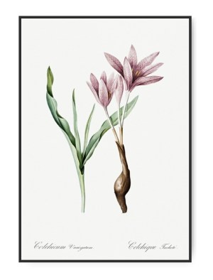 Pierre-Joseph Redoute, Autumn Crocus, A4 21 x 30 cm plakat