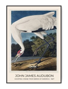 Poster Audubon, Hooping Crane, A3 (29,7 x 42 cm) – Kunstdruck