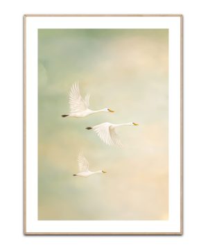 Feathers of Light Poster
