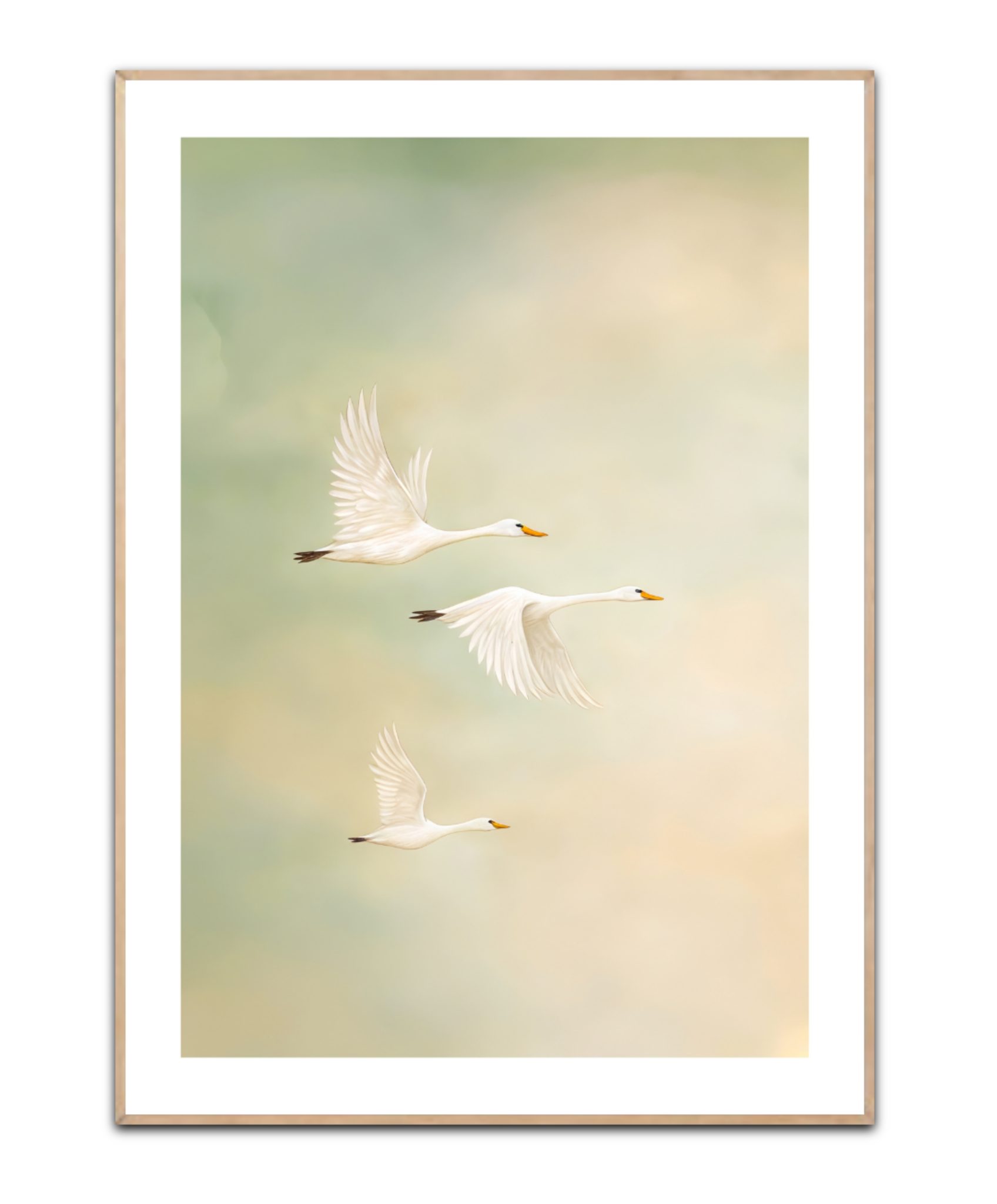 Feathers of Light Poster