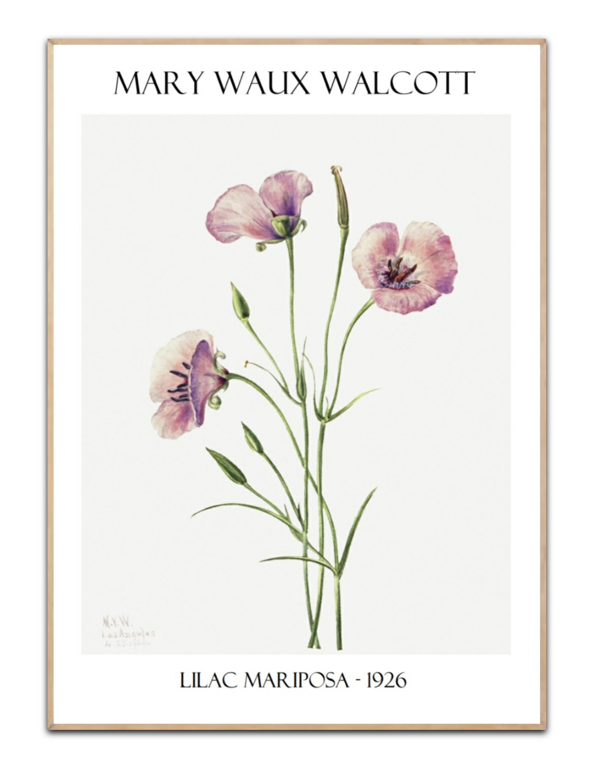 Mary W. Walcott, Lilac, Poster – Bild 5