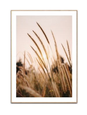 Sunrise over Cornfield, Poster