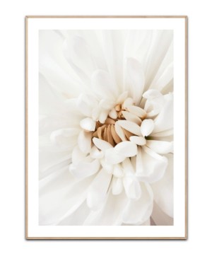 white chrysanthemum, Poster