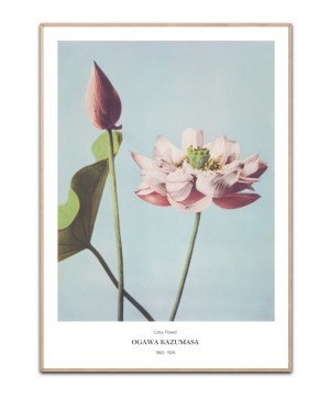Ogawa Kazumasa, Lotus Flowers, Poster