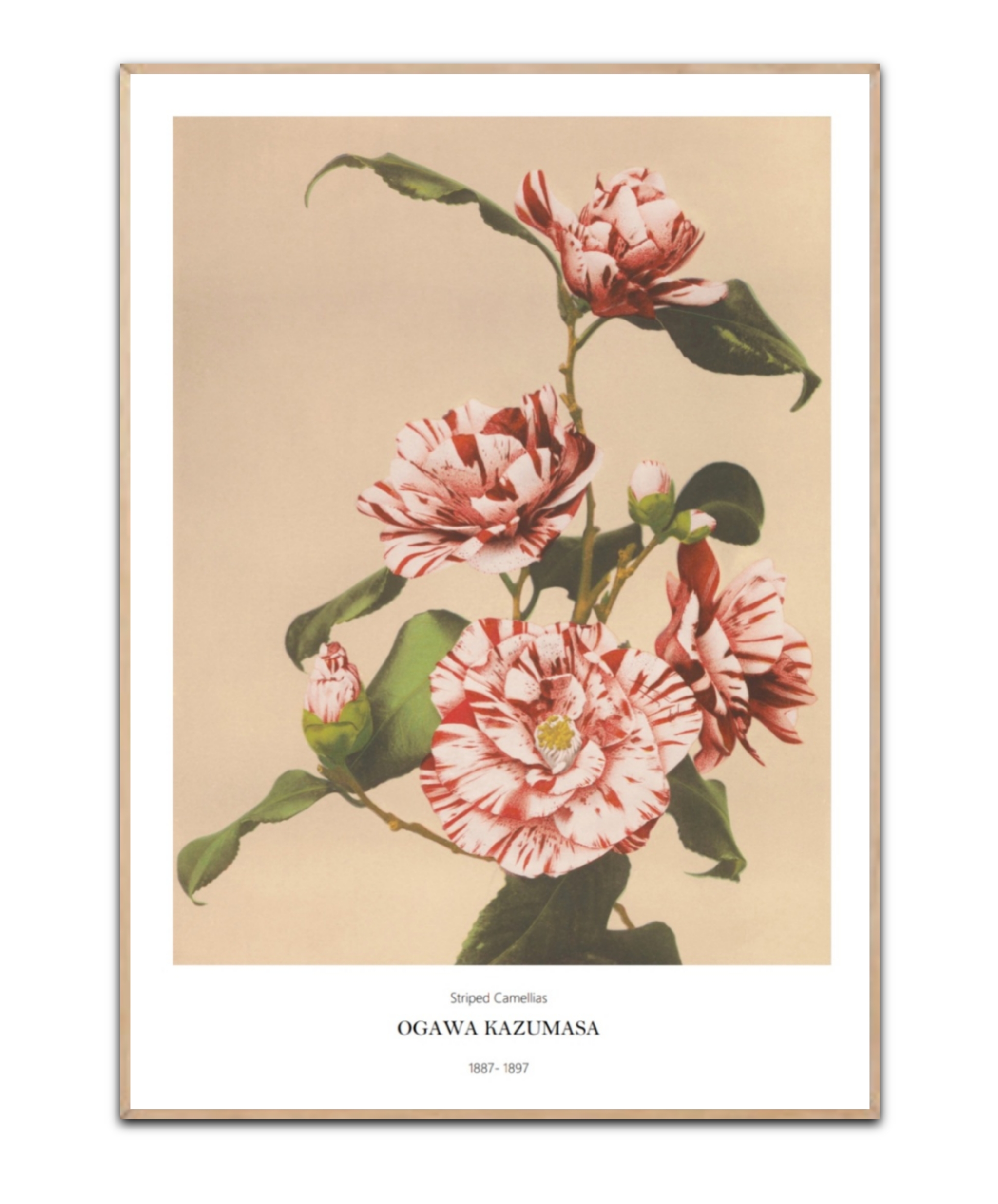 Ogawa Kazumasa, Striped Camellias, Poster
