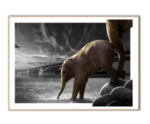 The Push Stadt Fadil Roze, Poster