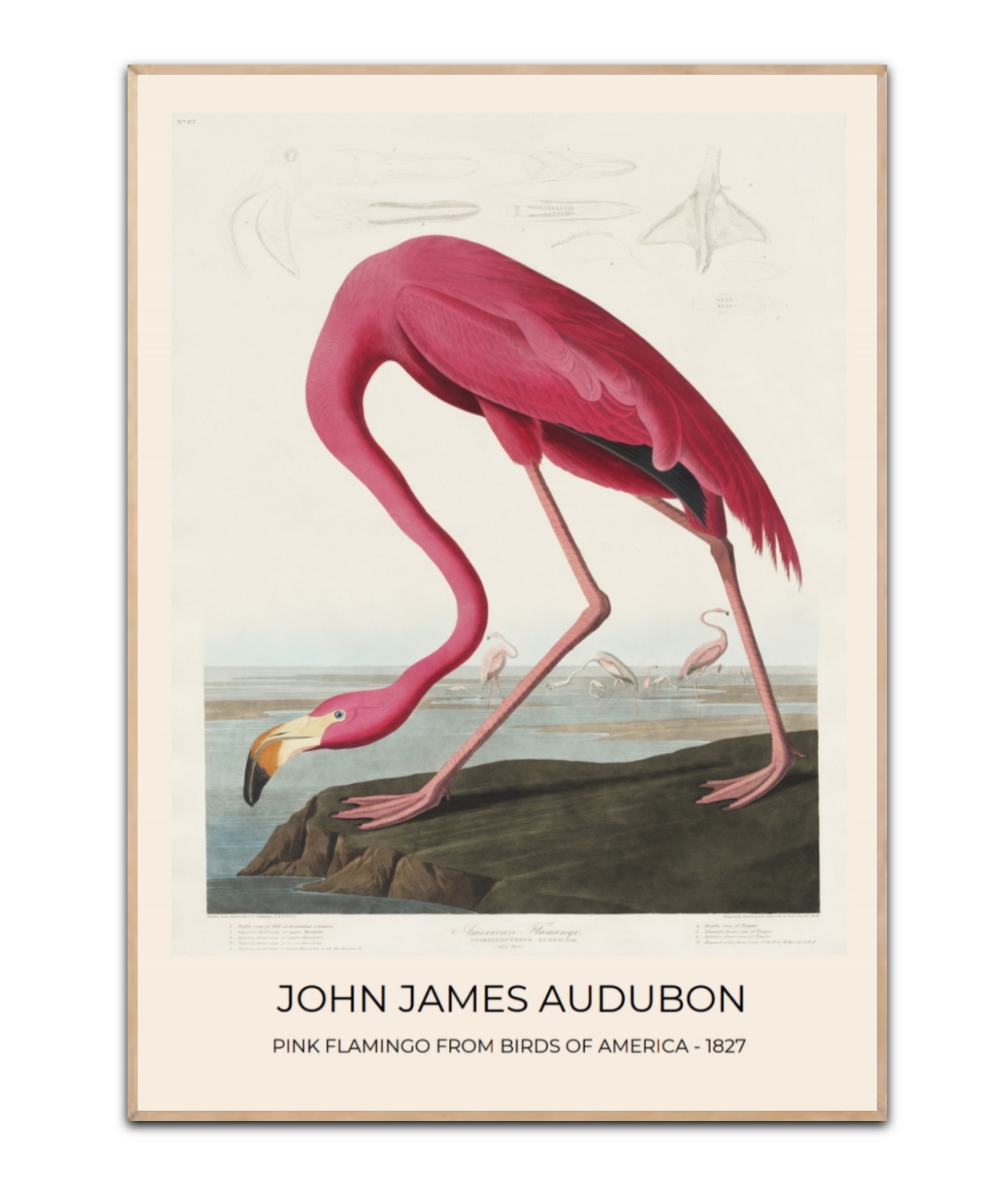Audubon Pink Flamingo No.1 Poster