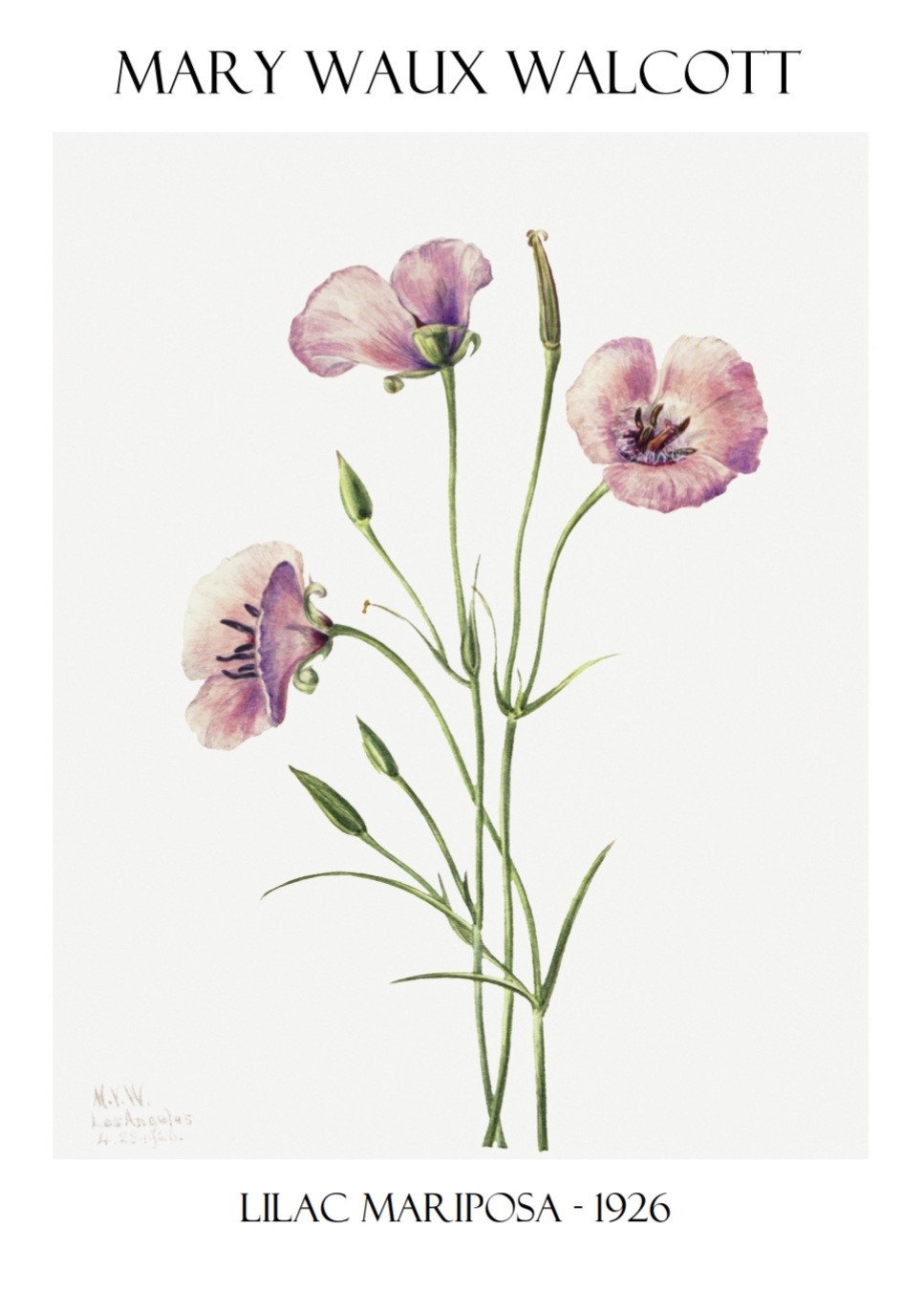 Mary W. Walcott, Lilac, Poster – Bild 6