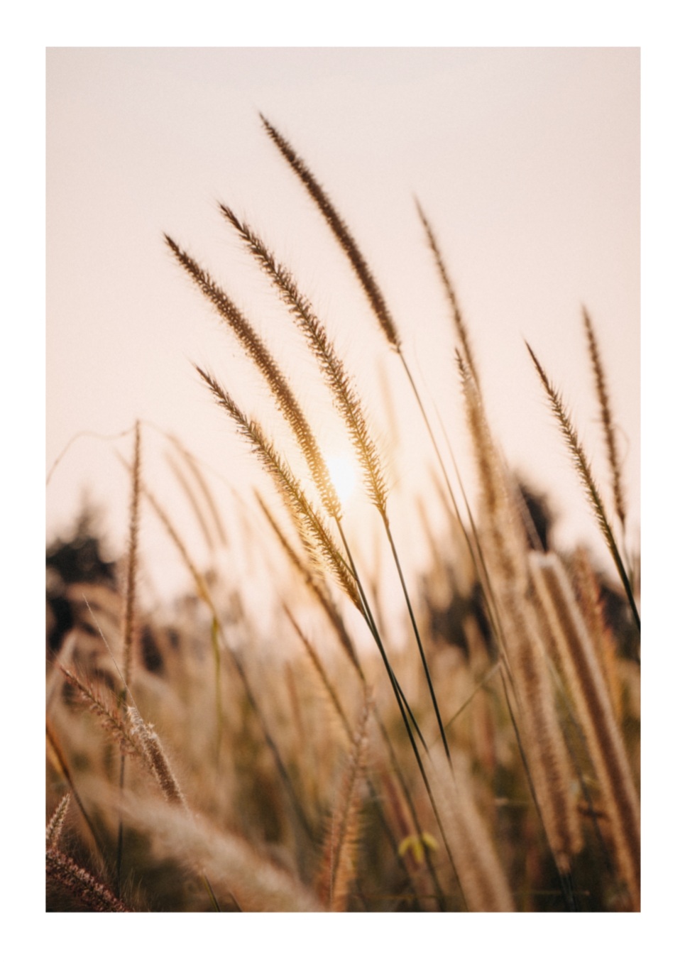 Sunrise over Cornfield, Poster – Bild 5