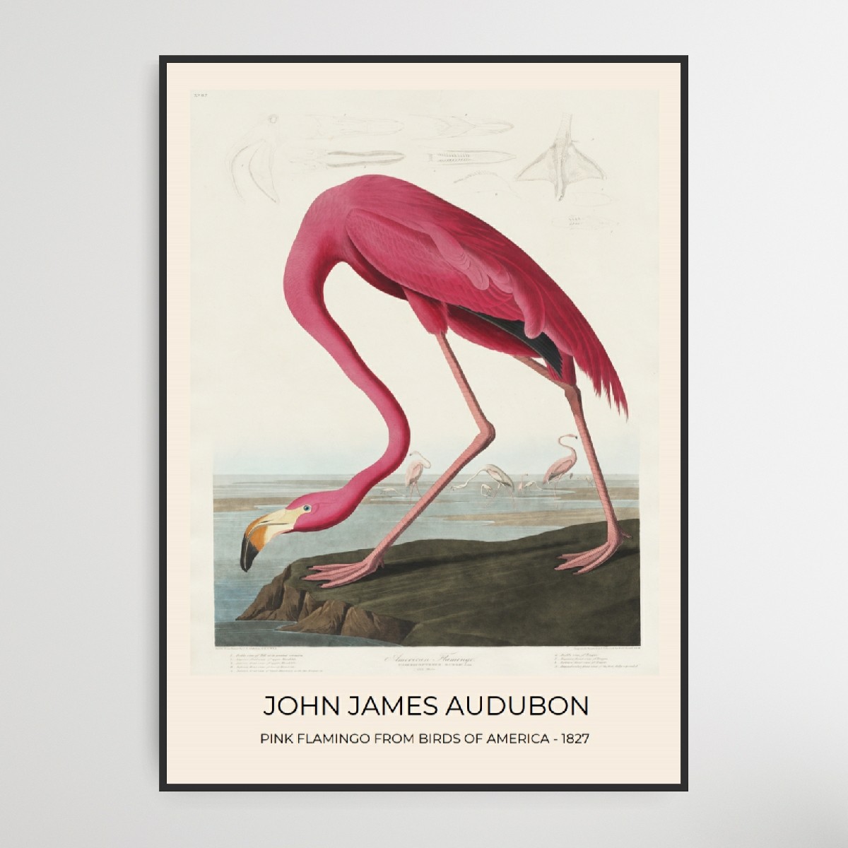 Audubon Pink Flamingo No.1 Poster – Bild 6