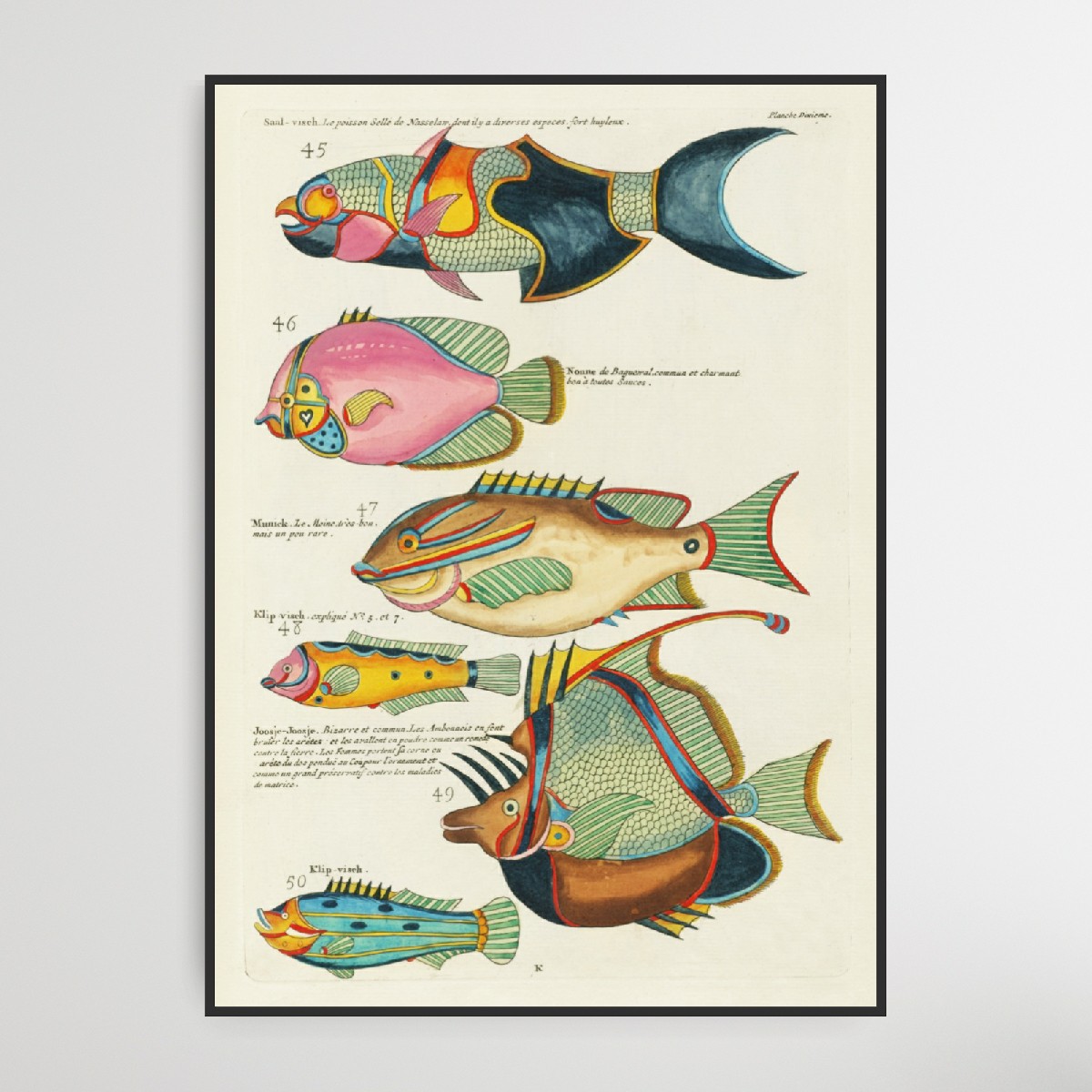 Louis Renard, Fishes found in Moluccas, 1680, Poster – Bild 5