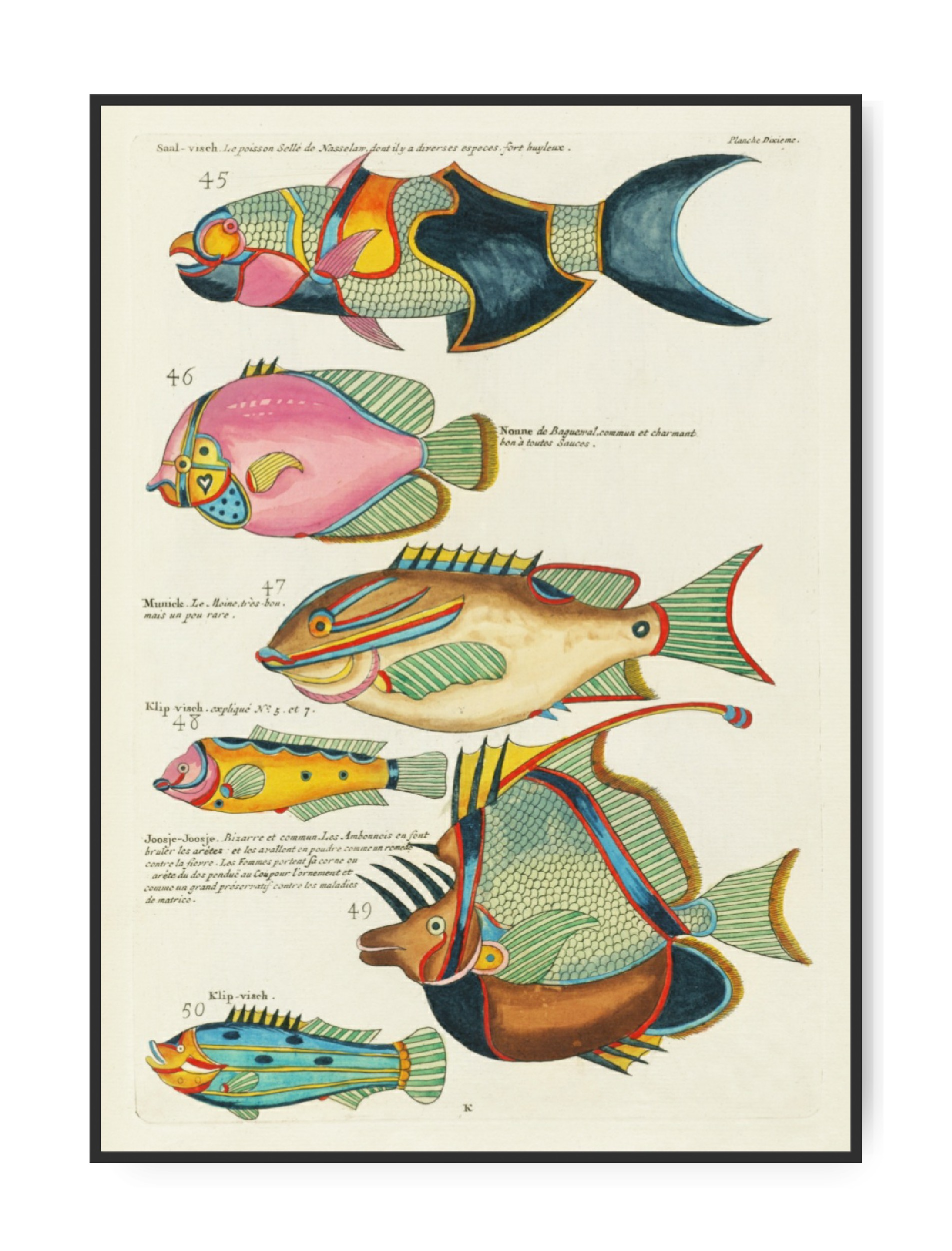 Louis Renard, Fishes found in Moluccas, 1680, Poster