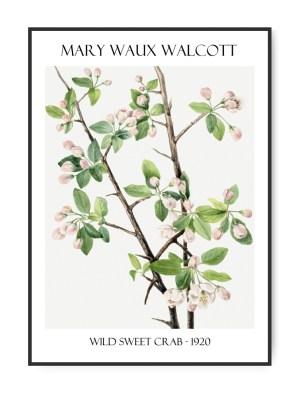 Mary W. Walcott, Wild Sweet, Poster