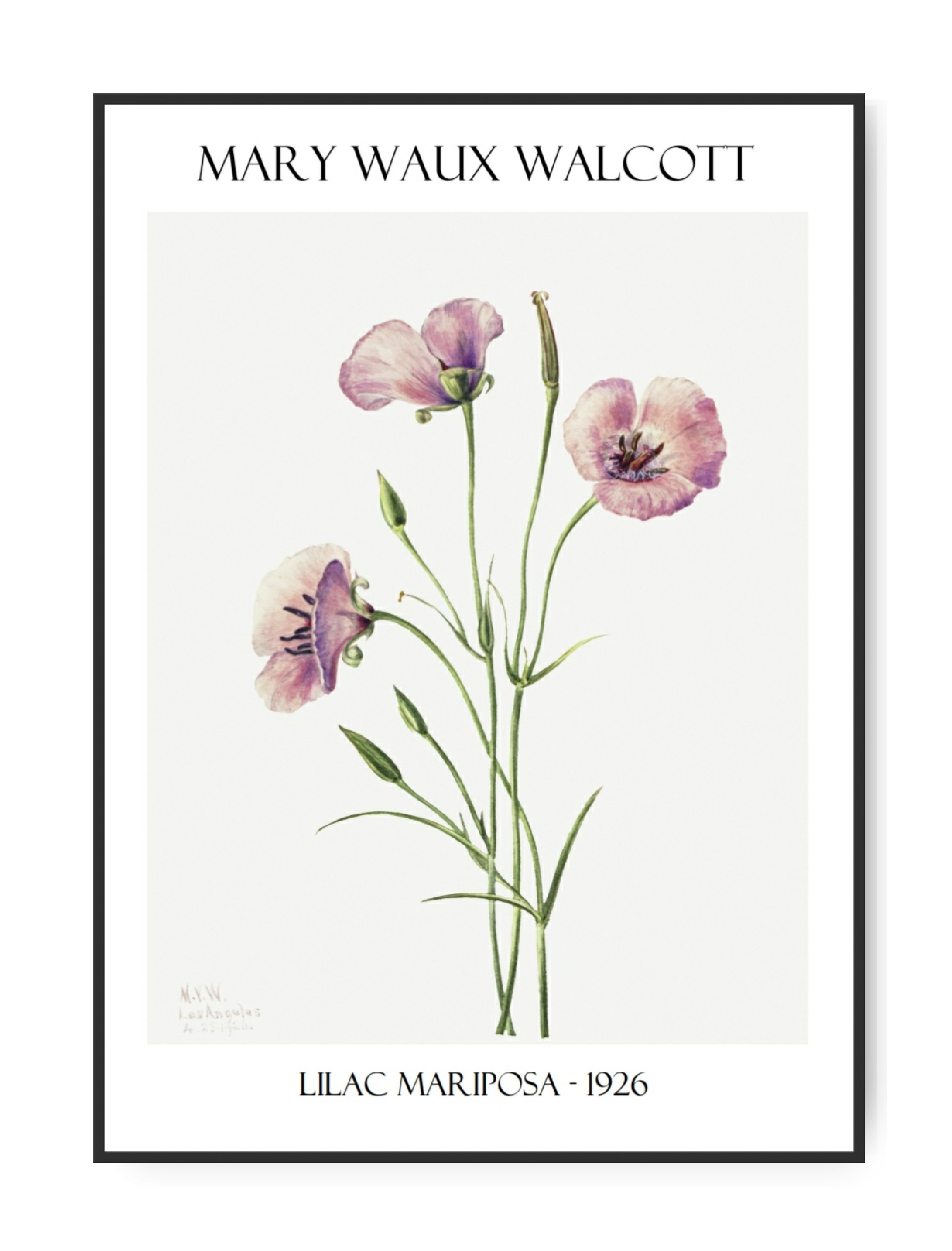 Mary W. Walcott, Lilac, Poster