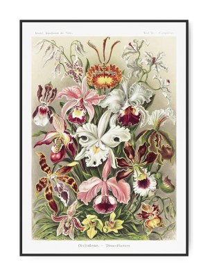 Ernst Haeckel, Orchidae, Poster