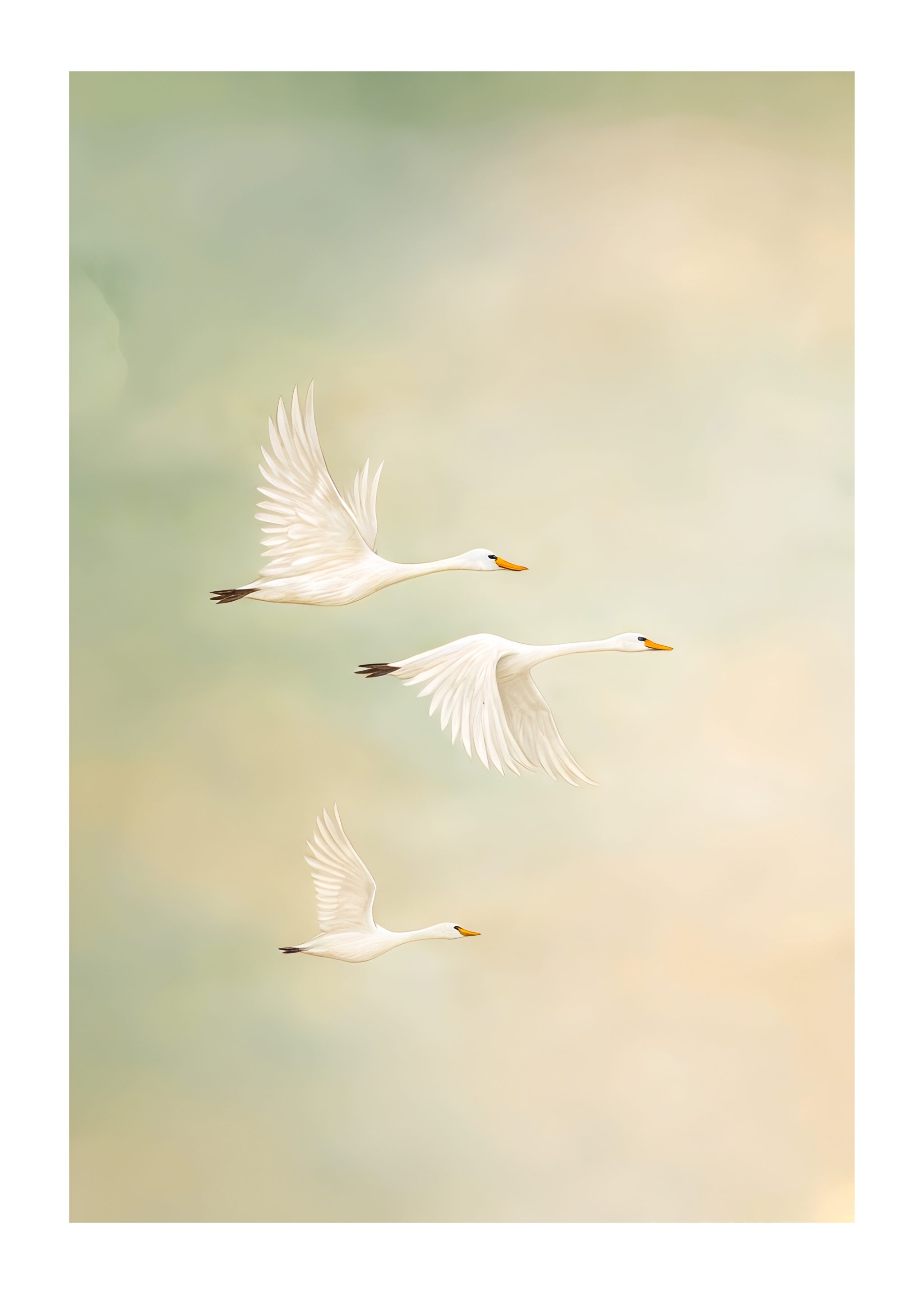 Feathers of Light Poster – Bild 5