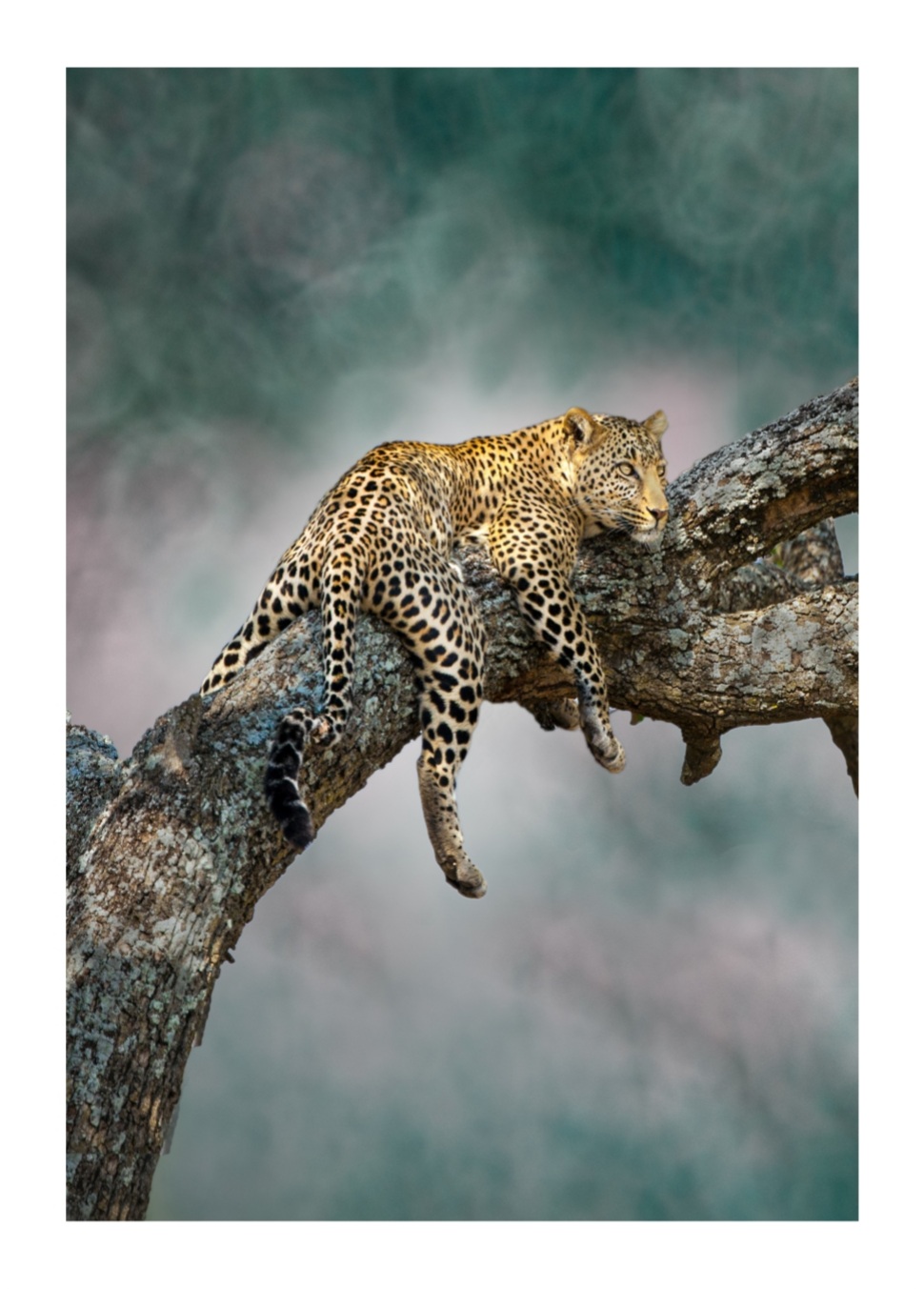 Leopard, Poster – Bild 5