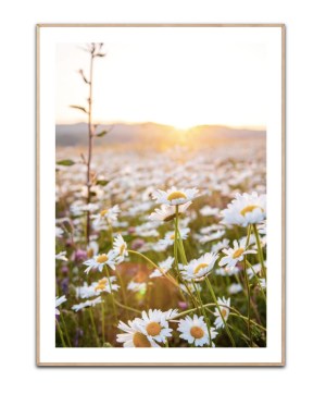 Daisy Field - Poster