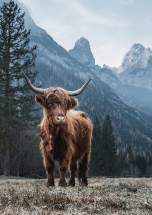 Highland Cattle, Str. A5 (15x21 cm)
